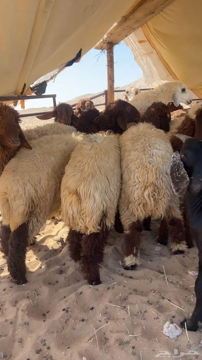 ذبايح نعيم وحري وتيوس 2