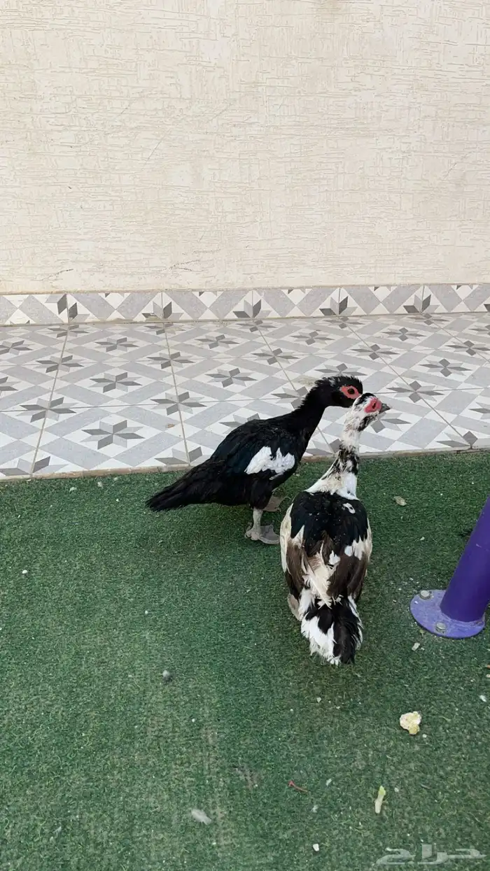 بط بح 0