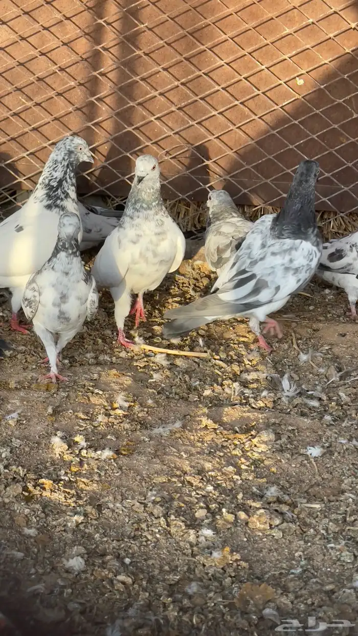 حمام باكستاني طبات 3