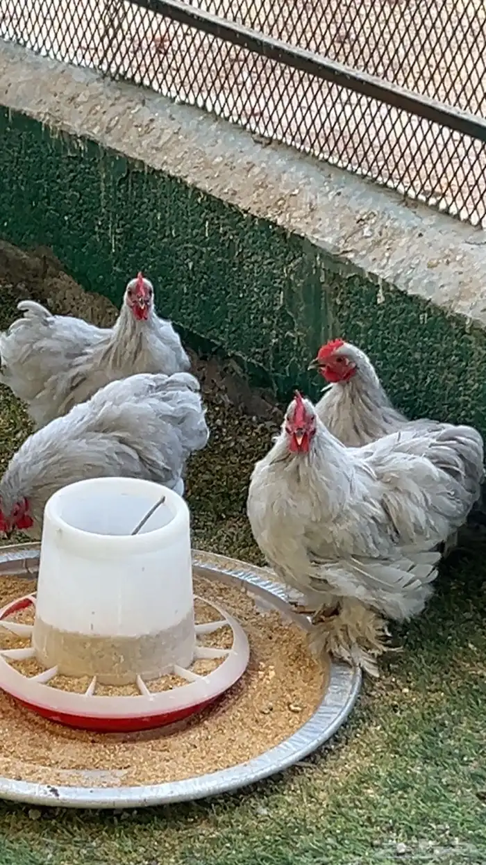 كوشن ديكة للبيع لافندر مستويات مشاء الله على السوم 2