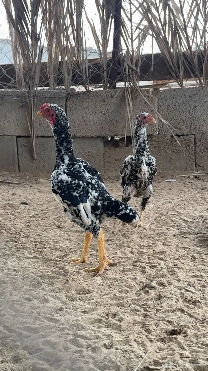 دجاج كوشامو 0
