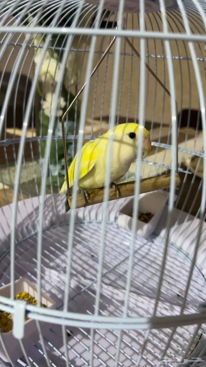 طير روز اصفر ضايع لقيته بالحوش عندي 2
