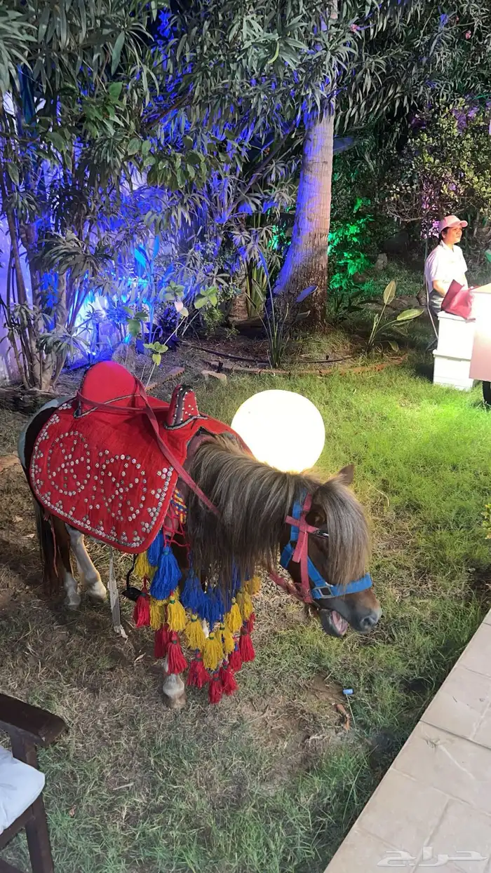 ايجار جميع الحيوانات الأليفة 1