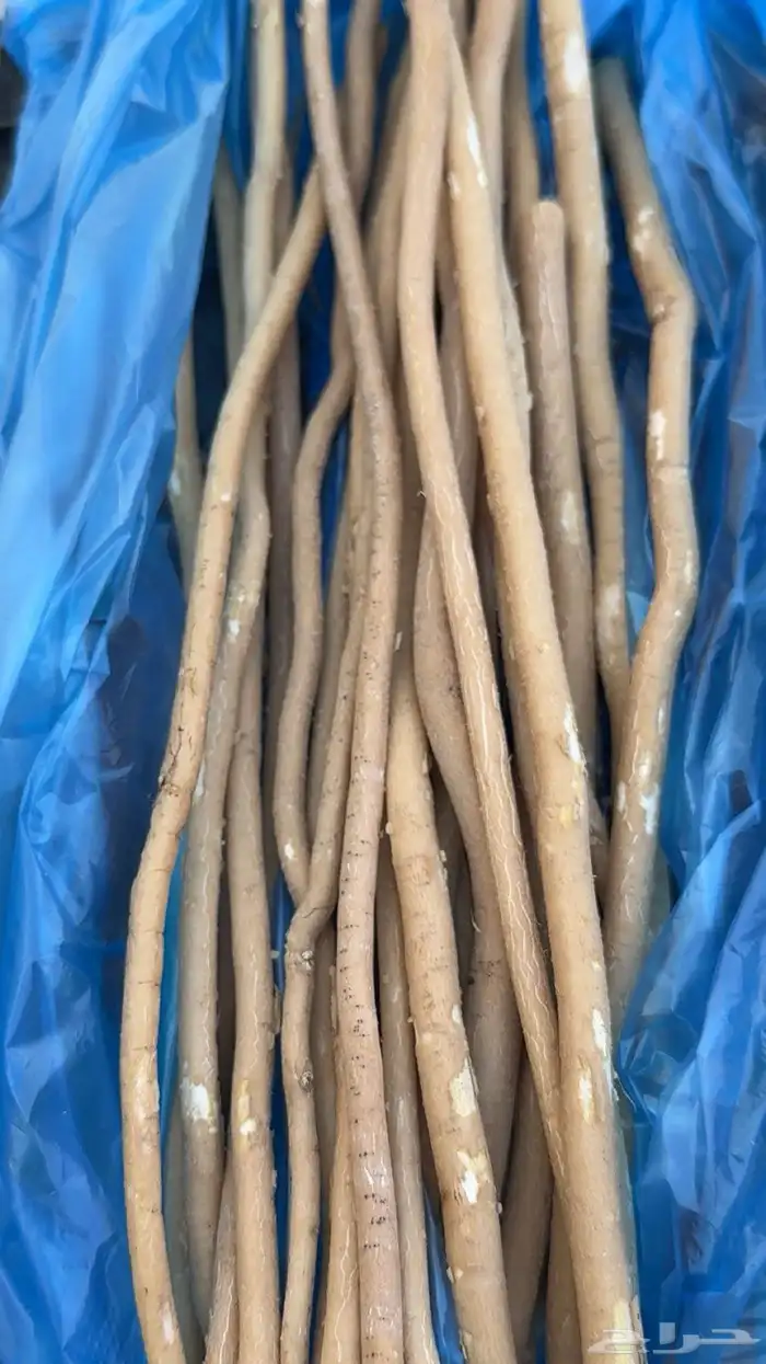 مسواك 1