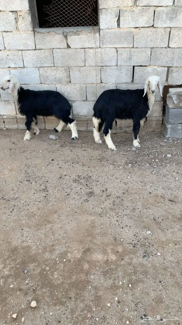 بهم تربيه خروف و رخال نجدي 6