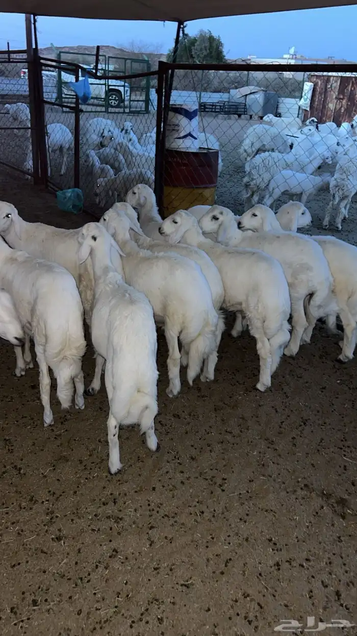 10 طليان للبيع 0