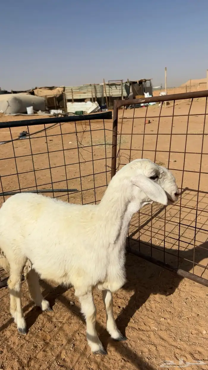 رخل طيبه بالحيل تصلح للقناي 0