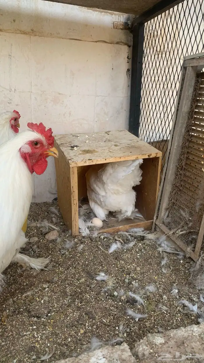 دجاج براهما ابيض 1