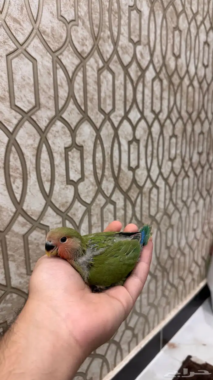 فرخ روز قرين رد فيس حجم بطلل (تم البيع) 0