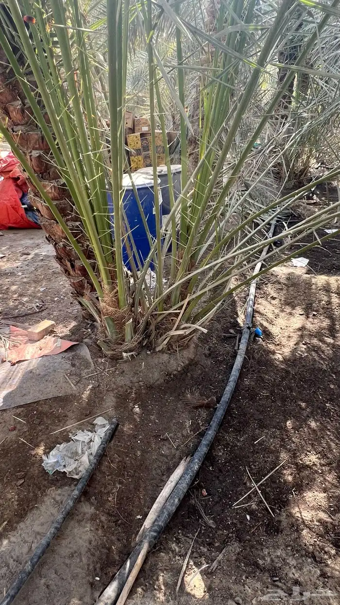 فسائل نخيل خلاص 4