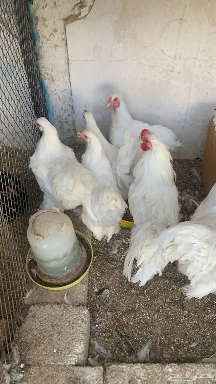 دجاج براهما ابيض 3