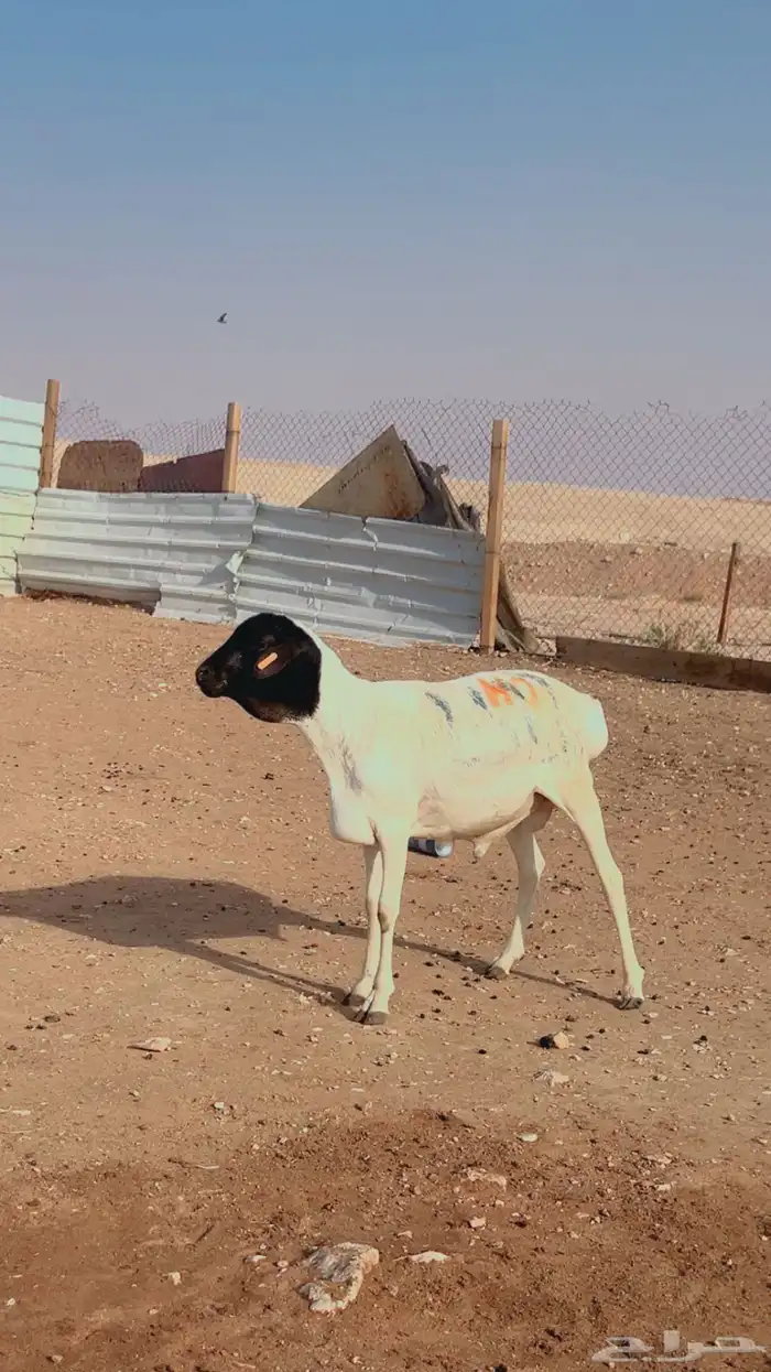 سواكني نعيم حري رفيد تيوس برابر 3