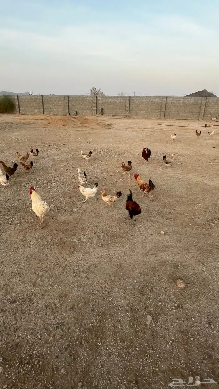 دجاج بلدي بياض تم البيعع 7