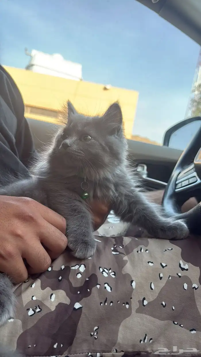 مهجن شيرازي وسكوتش 0
