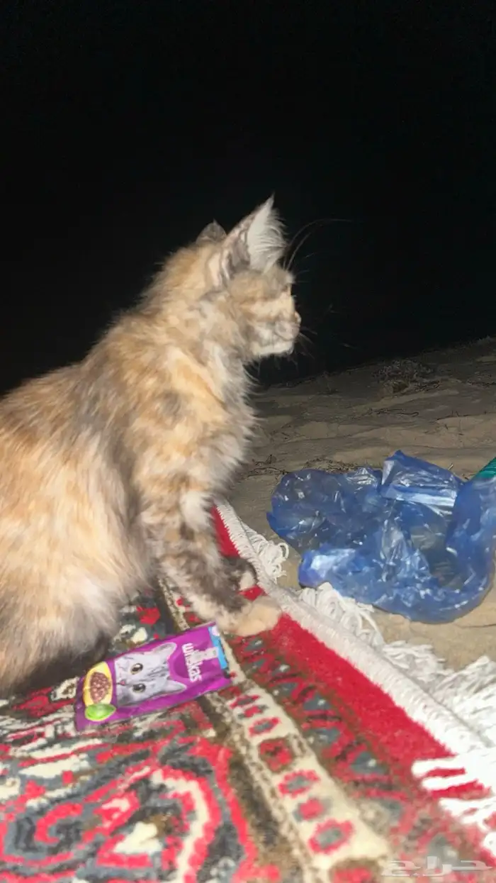 قطط بساس قط غريب 2