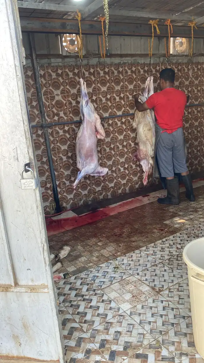 حري فاخر و نعيم وتيوس و سواكن مربها 9