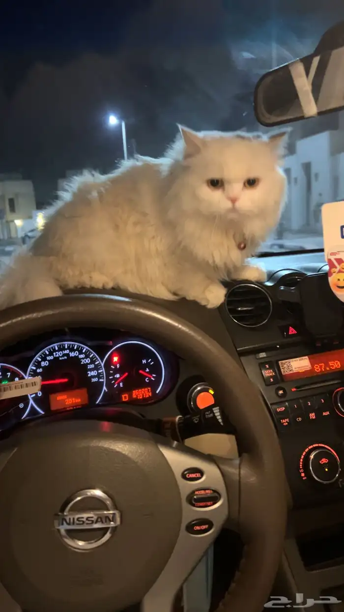 قط شيرازي 2