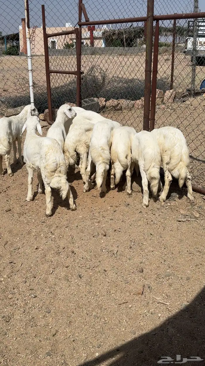 11 خروف شي فاااخر 3