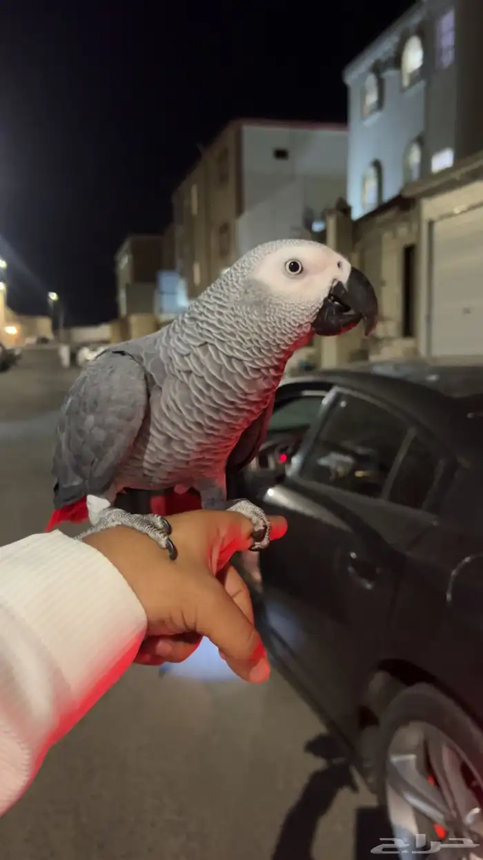 بغبغاء كاسكو 2
