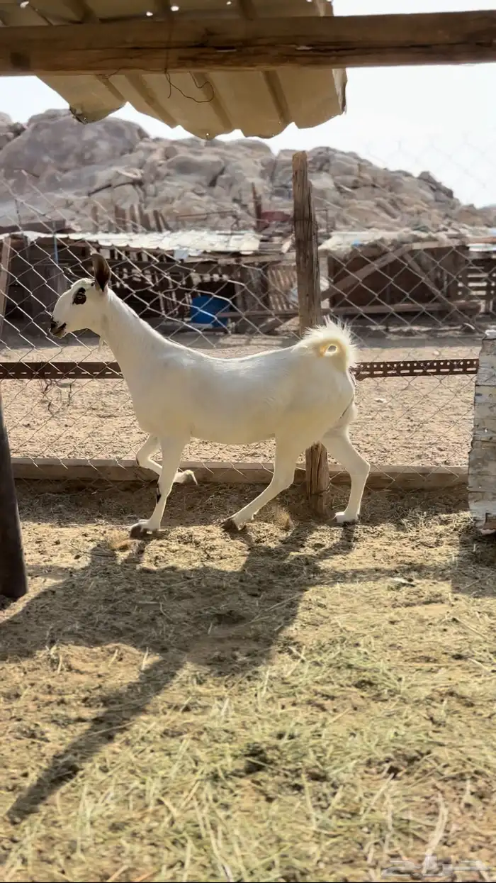 جفرة 1