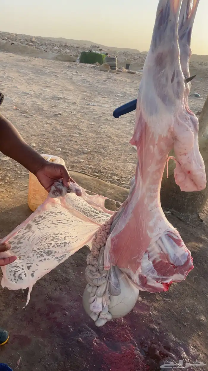 طليان ذبايح حريه 2