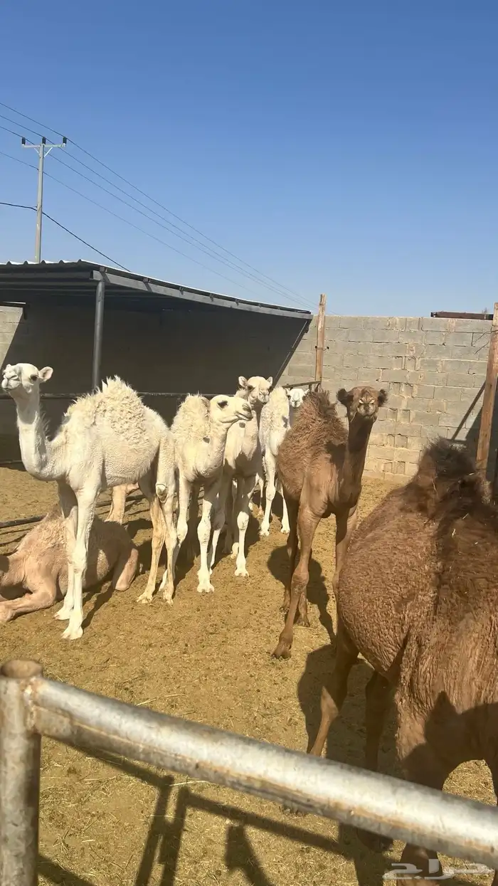 للبيع حشو وبكار 1