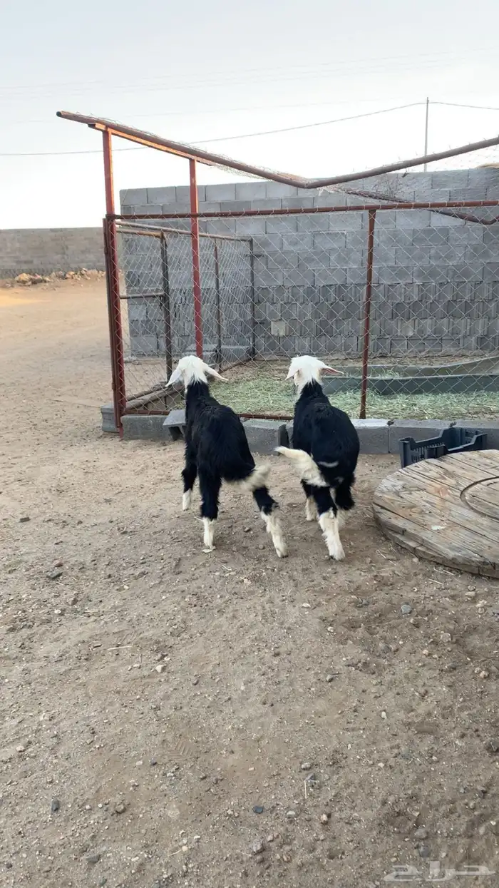 بهم تربيه خروف و رخال نجدي 11