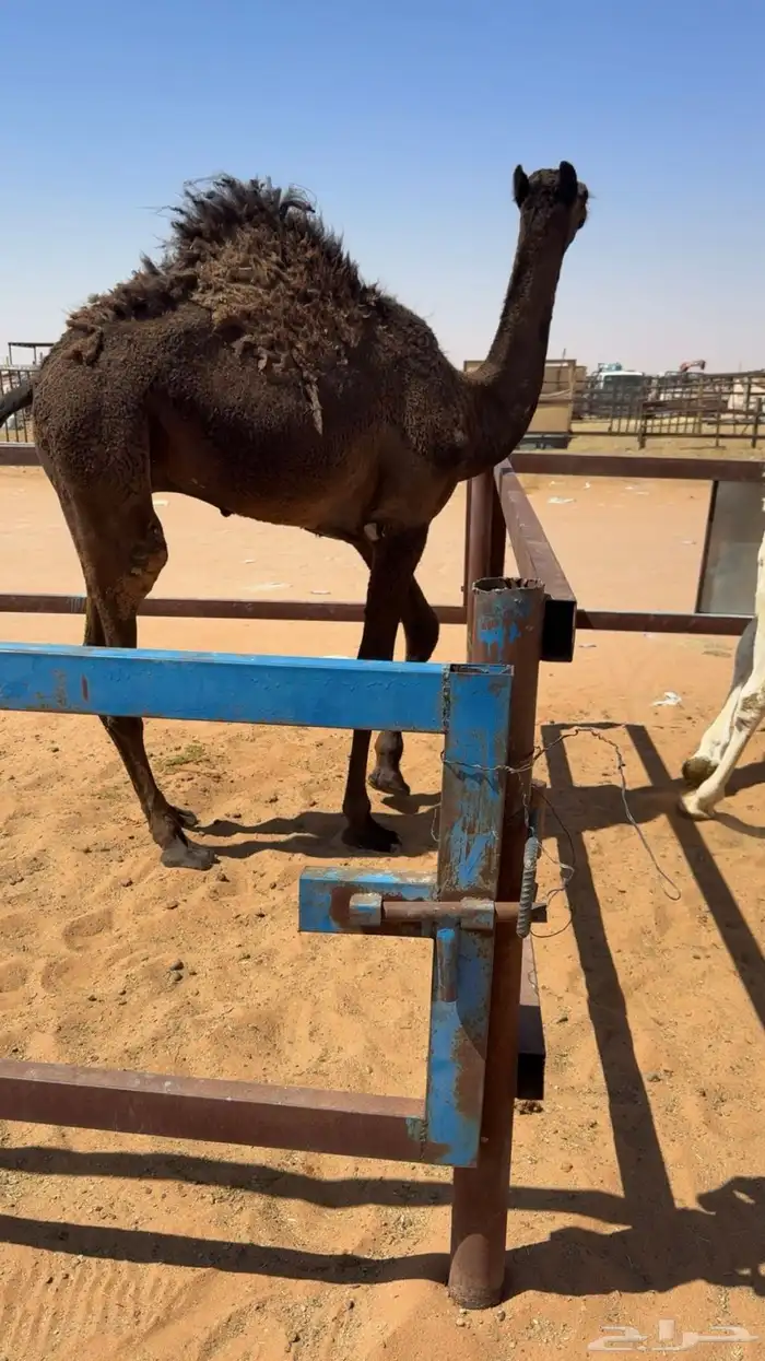 للبيع قعود قصب طايش 3
