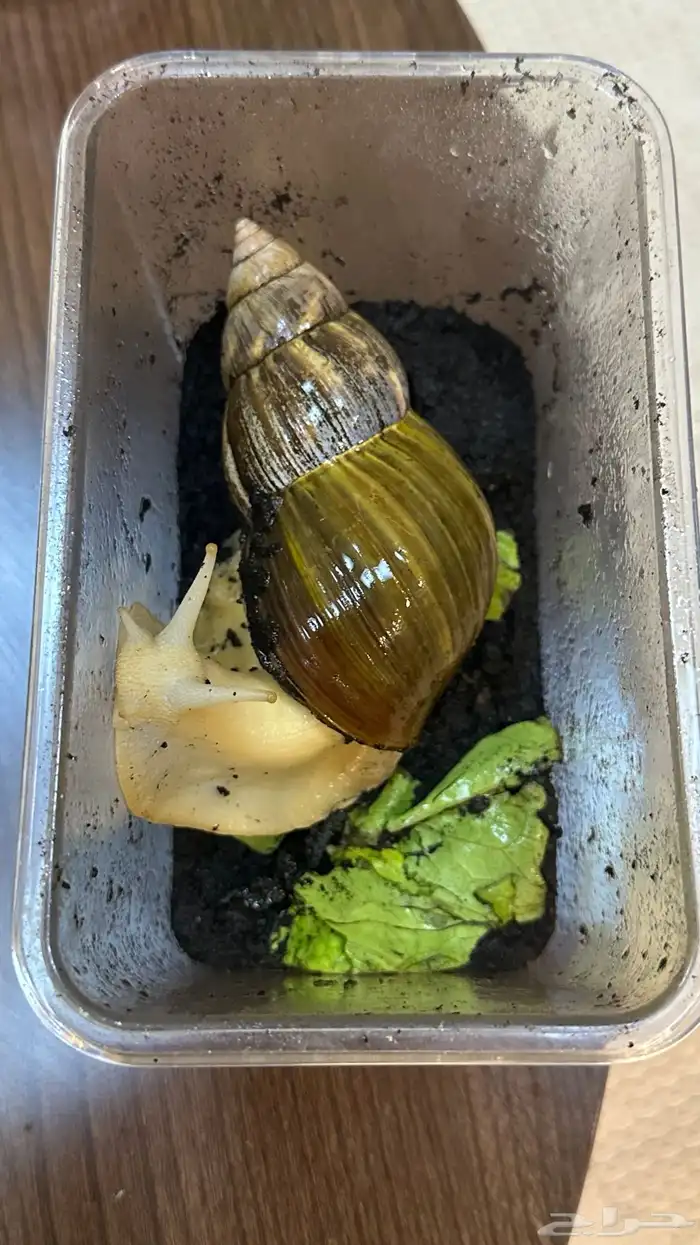 حلزون افريقي عملاق 3