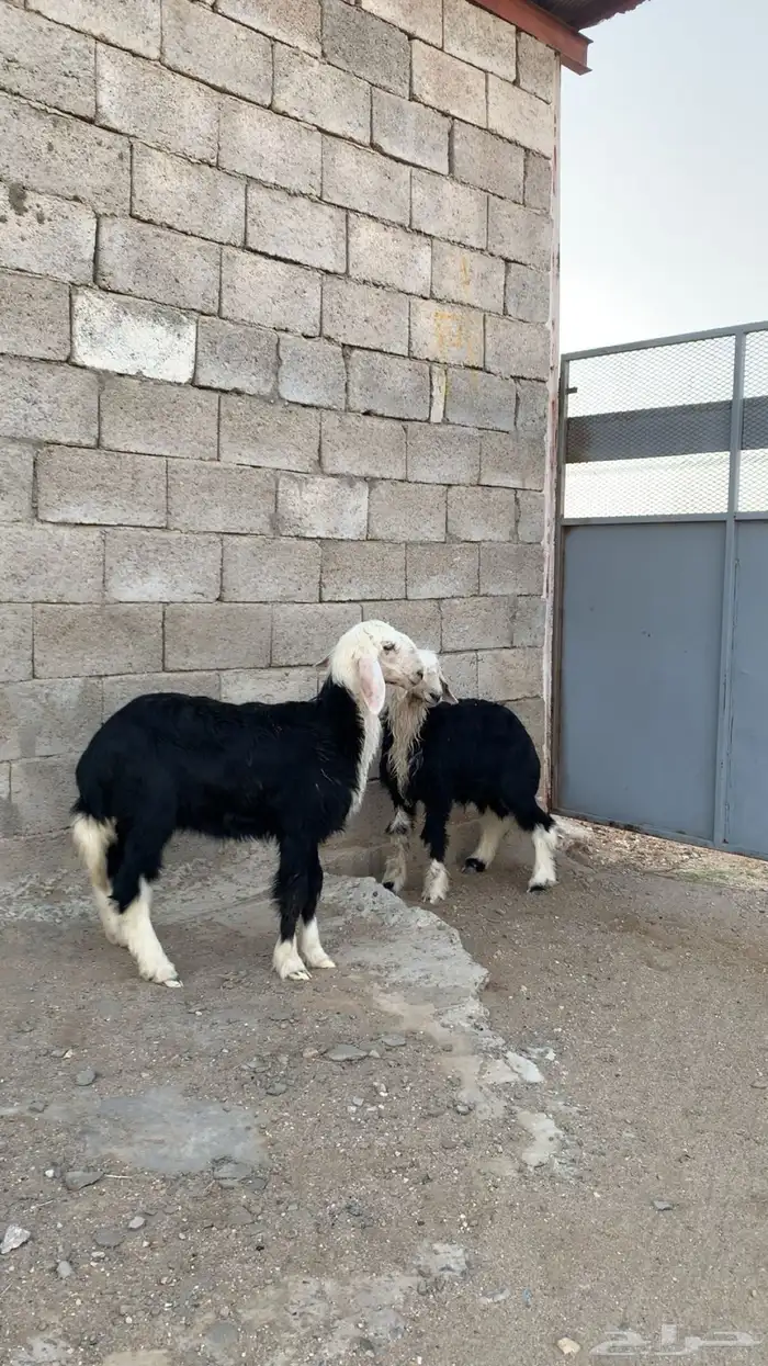 بهم تربيه خروف و رخال نجدي 10