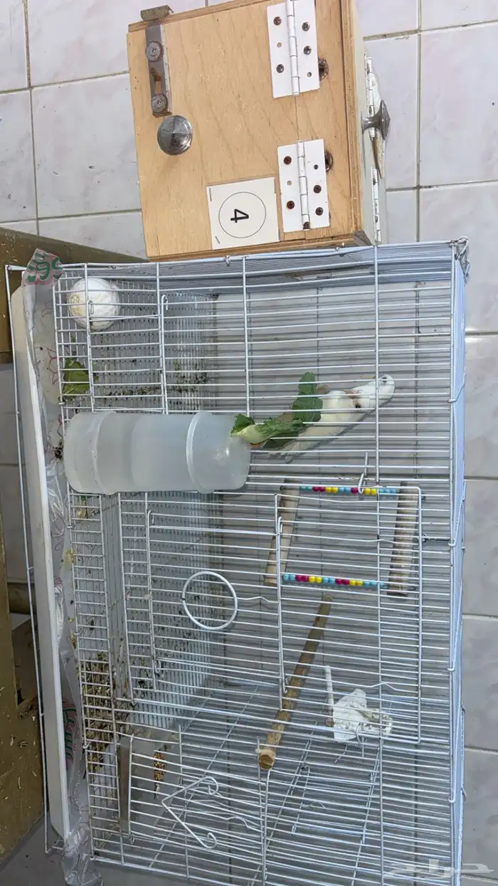 زوج طيور روز البينو منتج 0