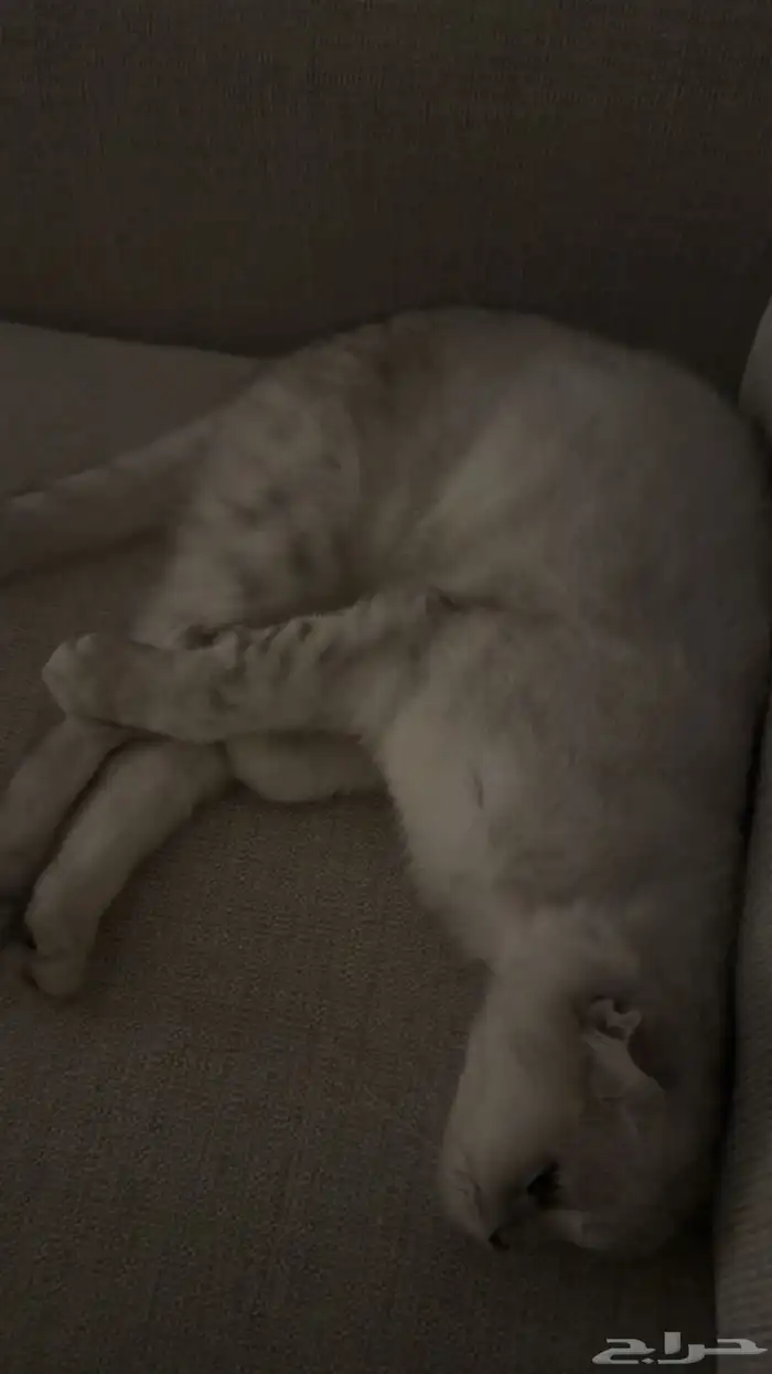للبيع   قط سكوتش فولد Scottish Fold 1