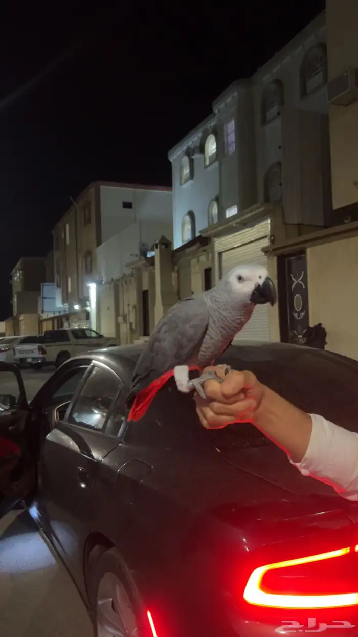 بغبغاء كاسكو 0