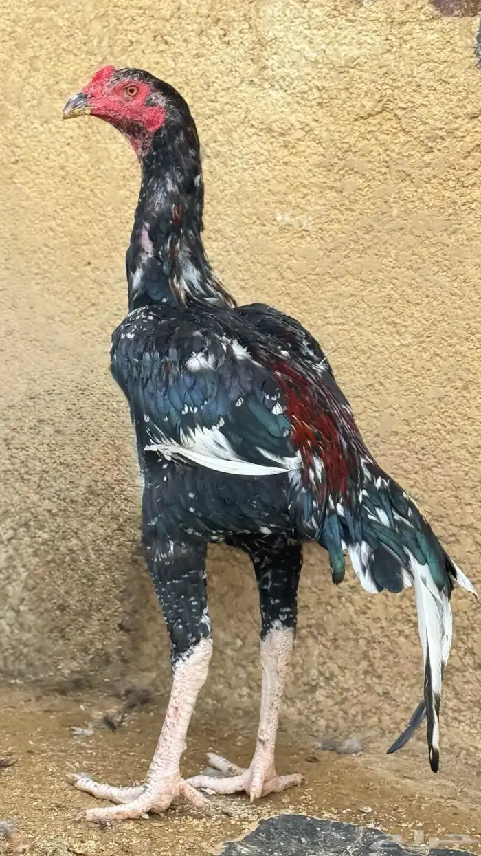 ديك باكستاني سندي 1