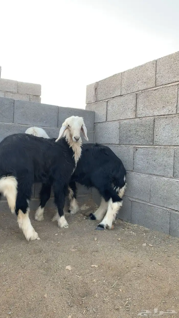 بهم تربيه خروف و رخال نجدي 12