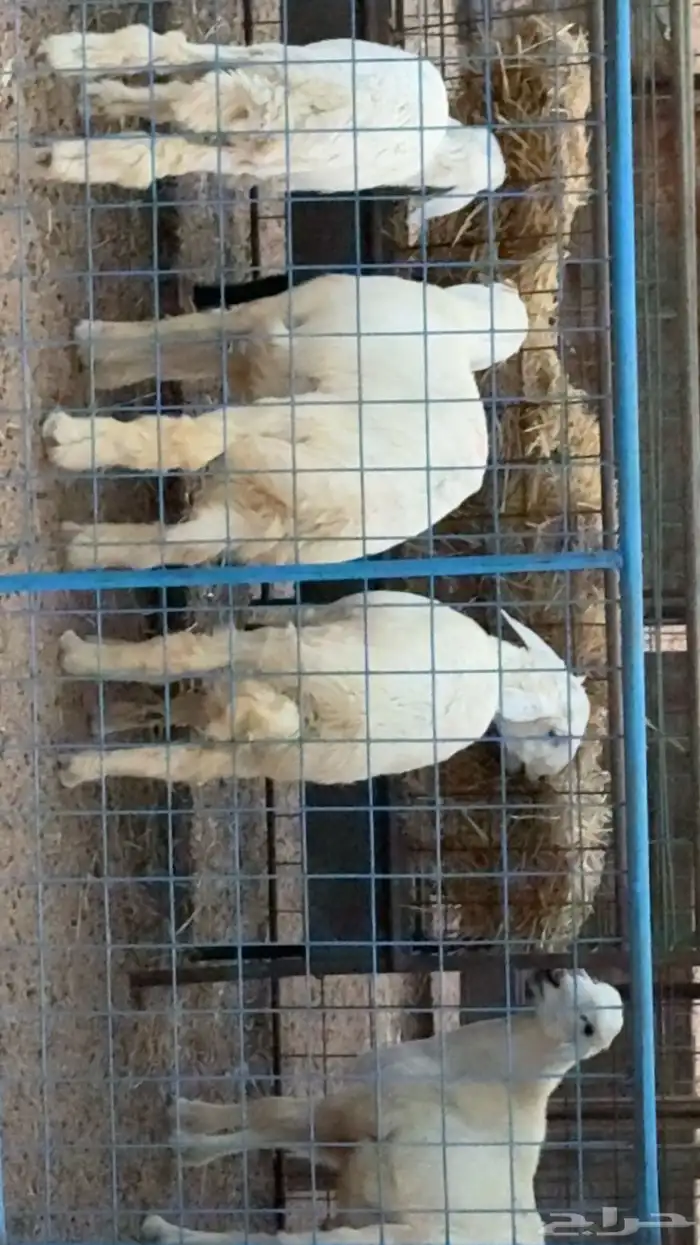 ذبائح للبيع كبير وسط حري سواكني حمري ابيض يوجد تابي وامكان 0