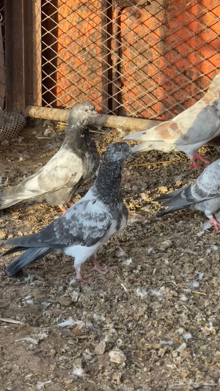 حمام باكستاني طبات 0