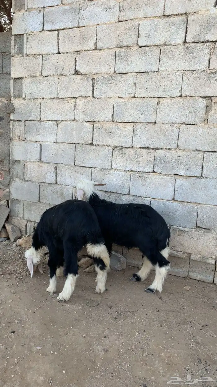 بهم تربيه خروف و رخال نجدي 7