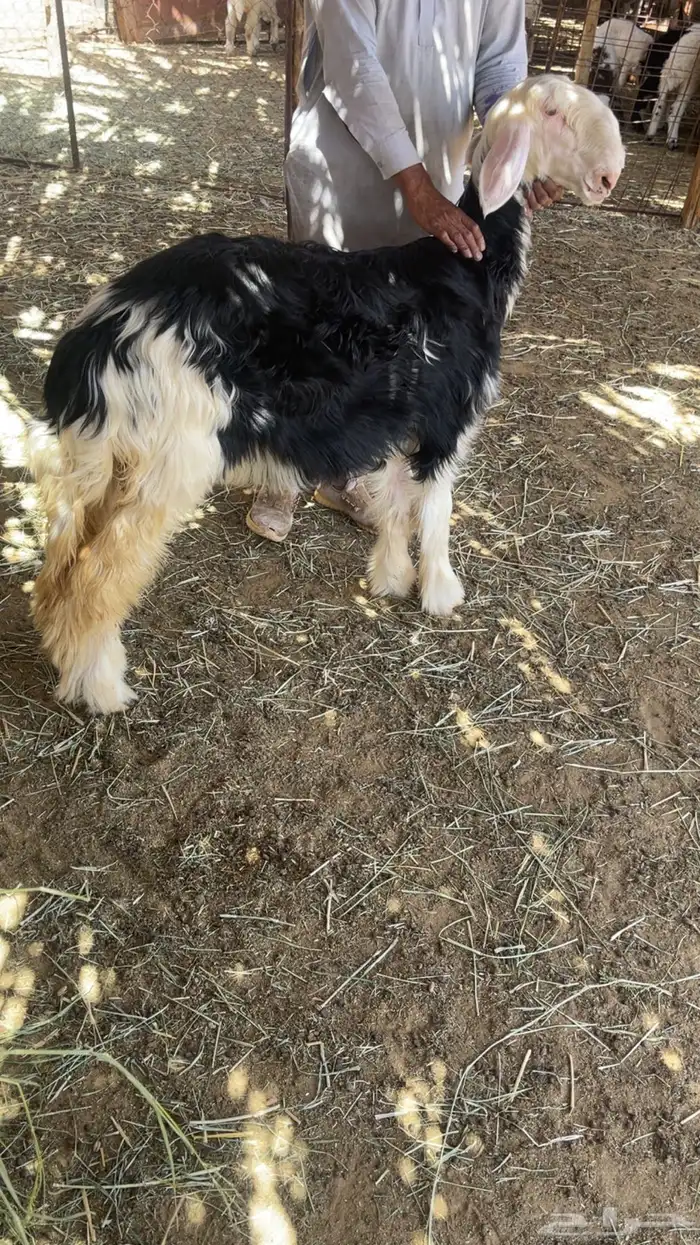 رخل نجديه فاخره عمرها 4 شهور 2