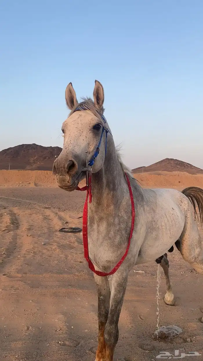 حصان شعبي 2
