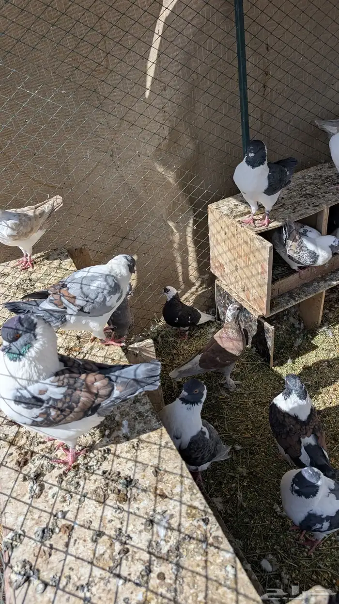 حمام كنق فاخر 11