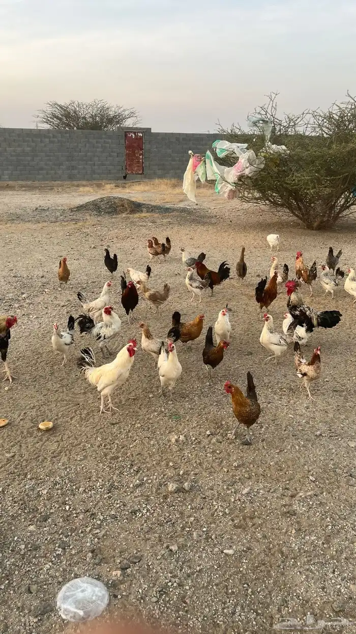 دجاج بلدي بياض تم البيعع 4