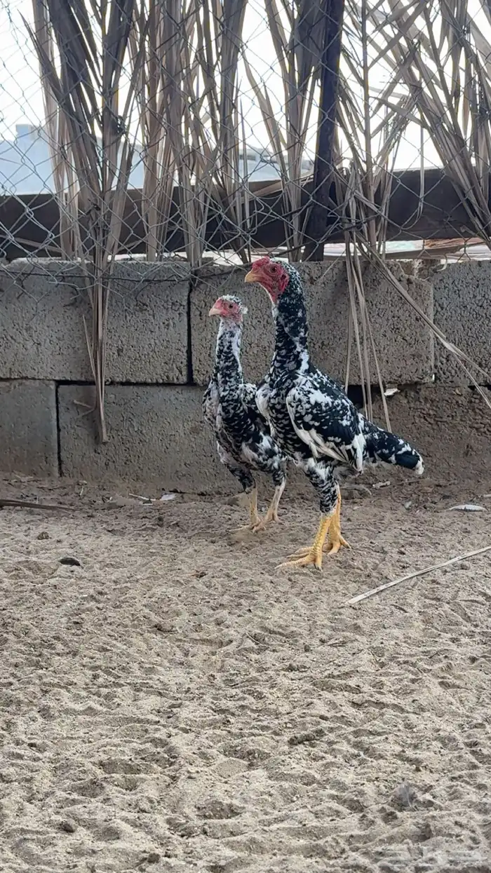 دجاج كوشامو 1