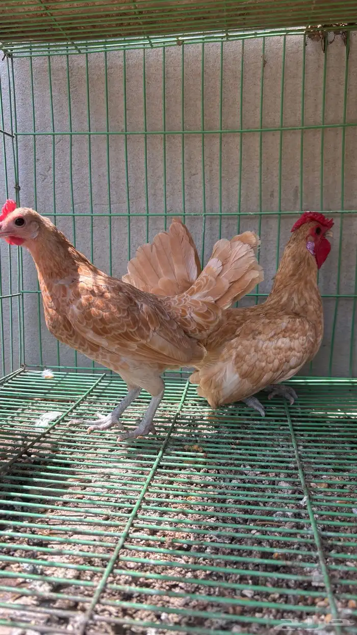 سبرايت كريمي 1