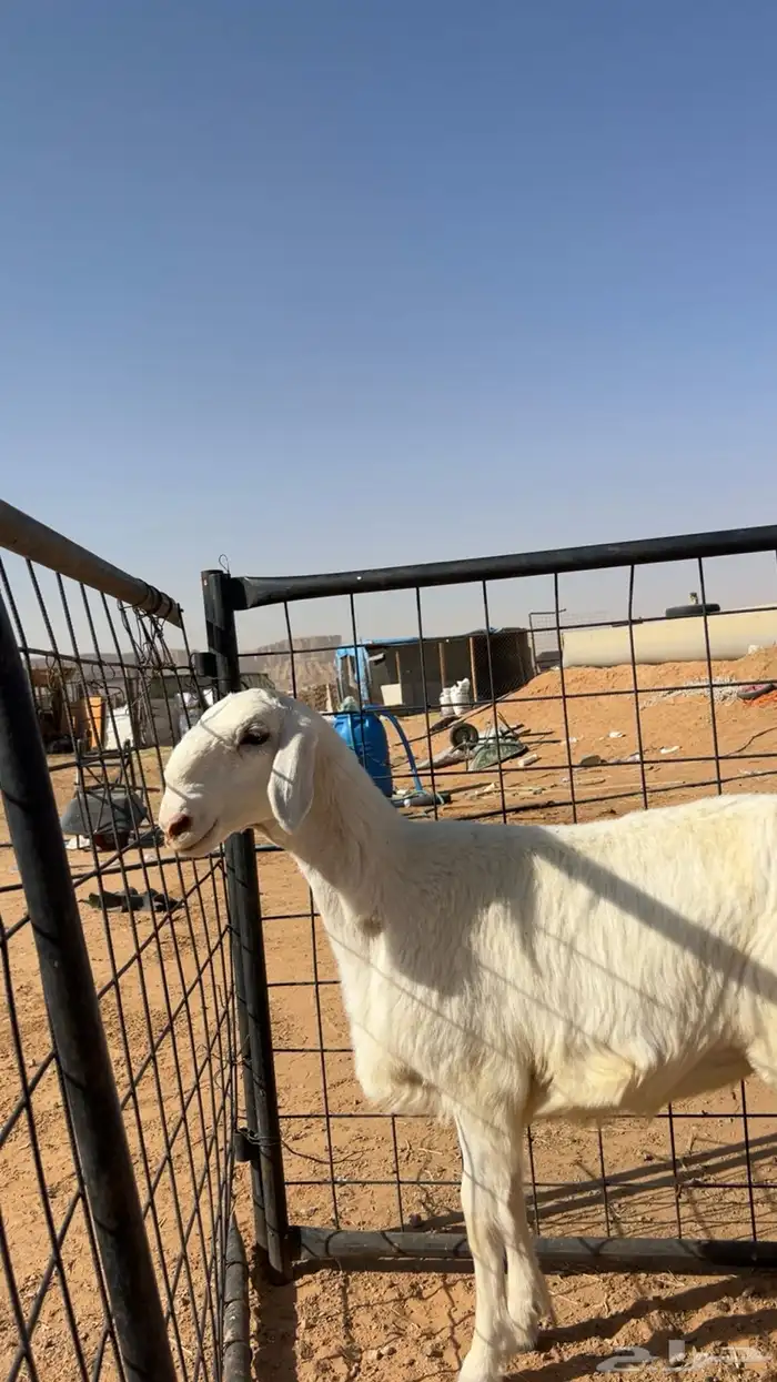 رخل طيبه بالحيل تصلح للقناي 1