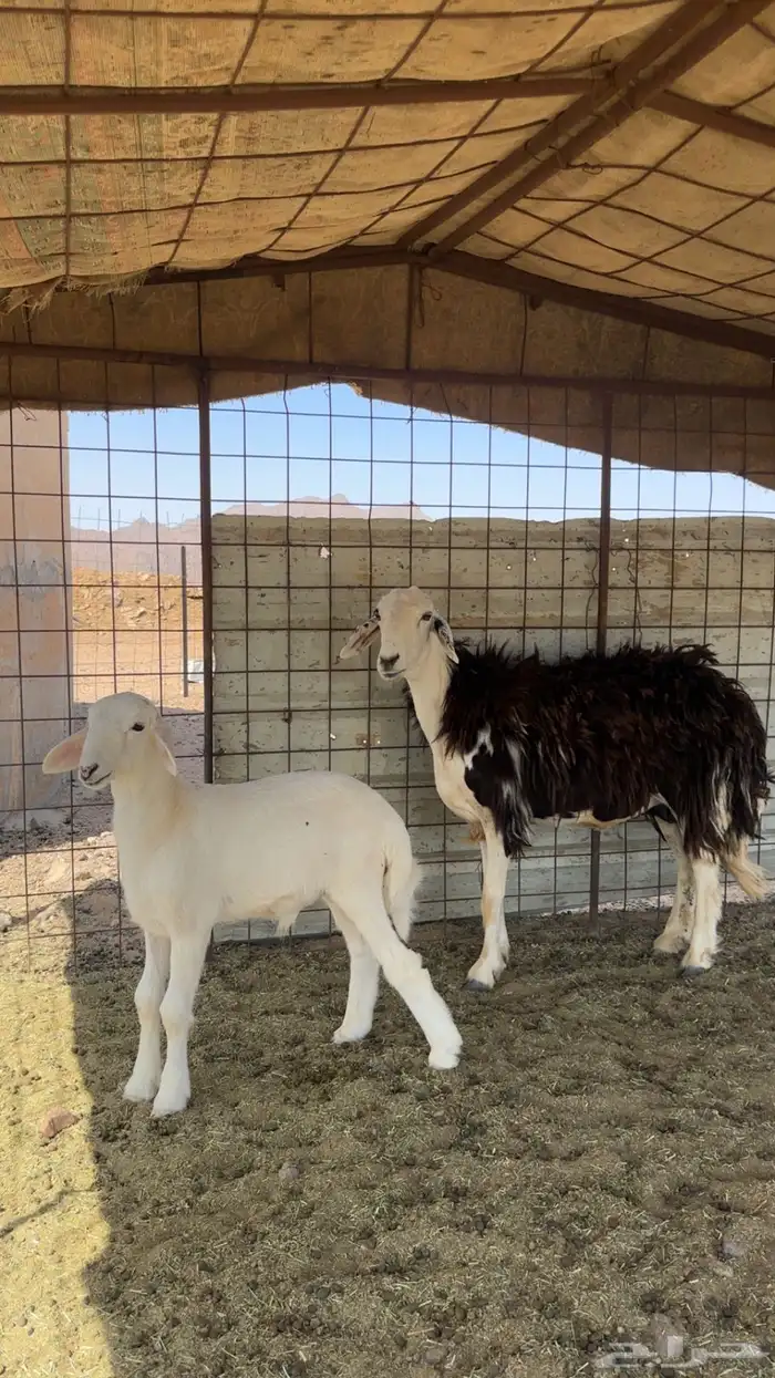 مواليد معهن خرفان 0