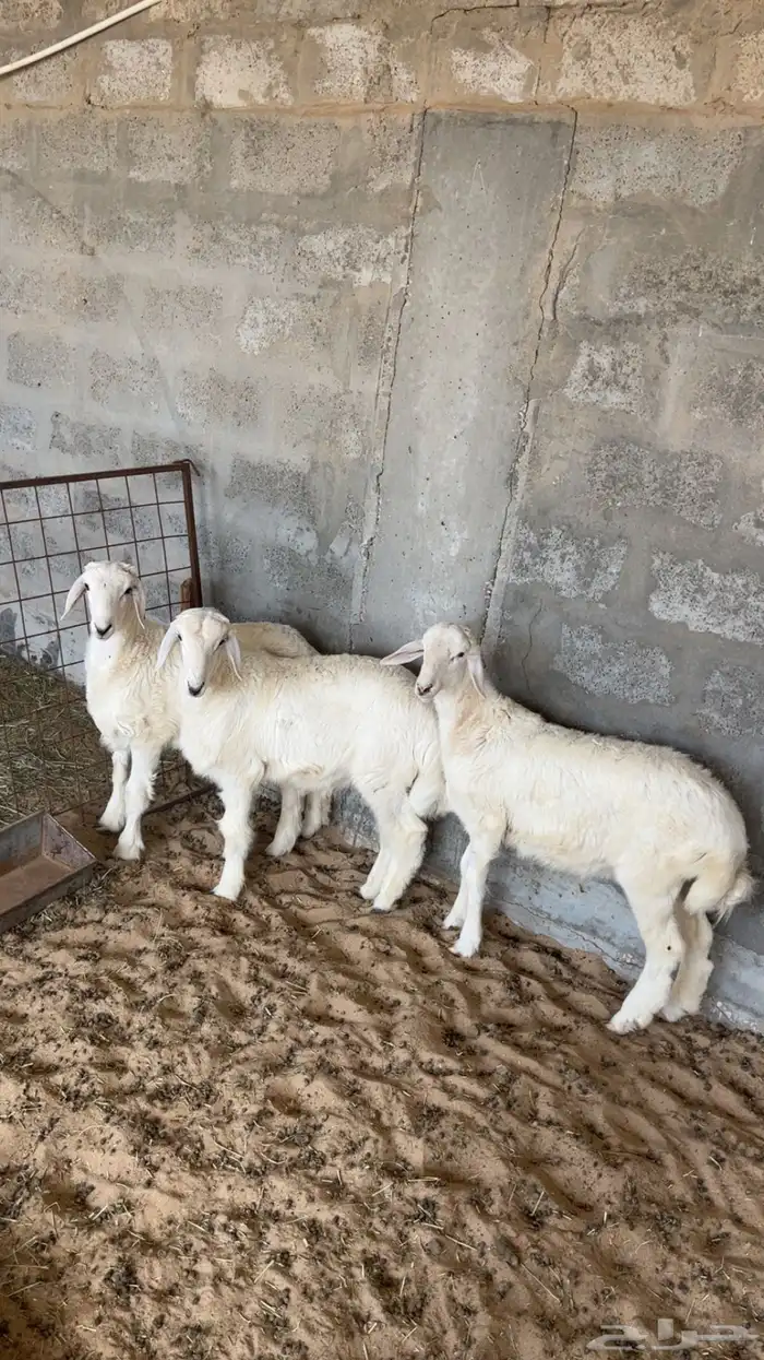 خرفان العمر تقريبا 4 شهور 0