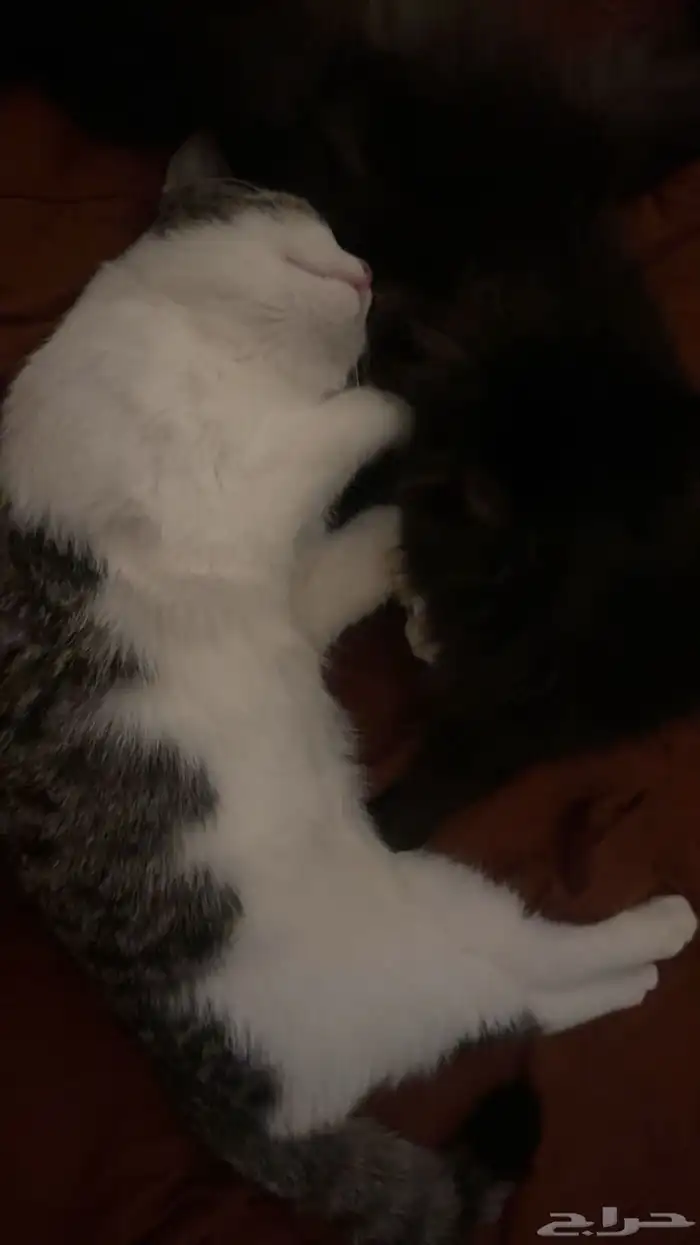 قطط 3