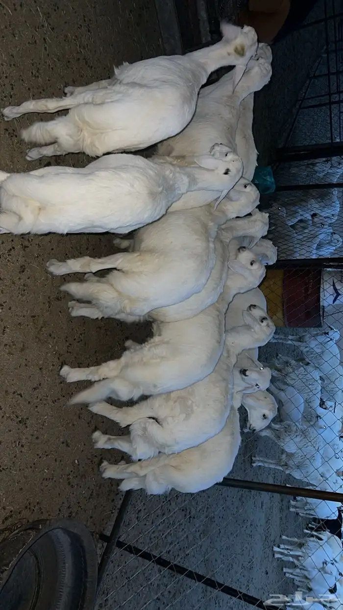 10 طليان للبيع 1