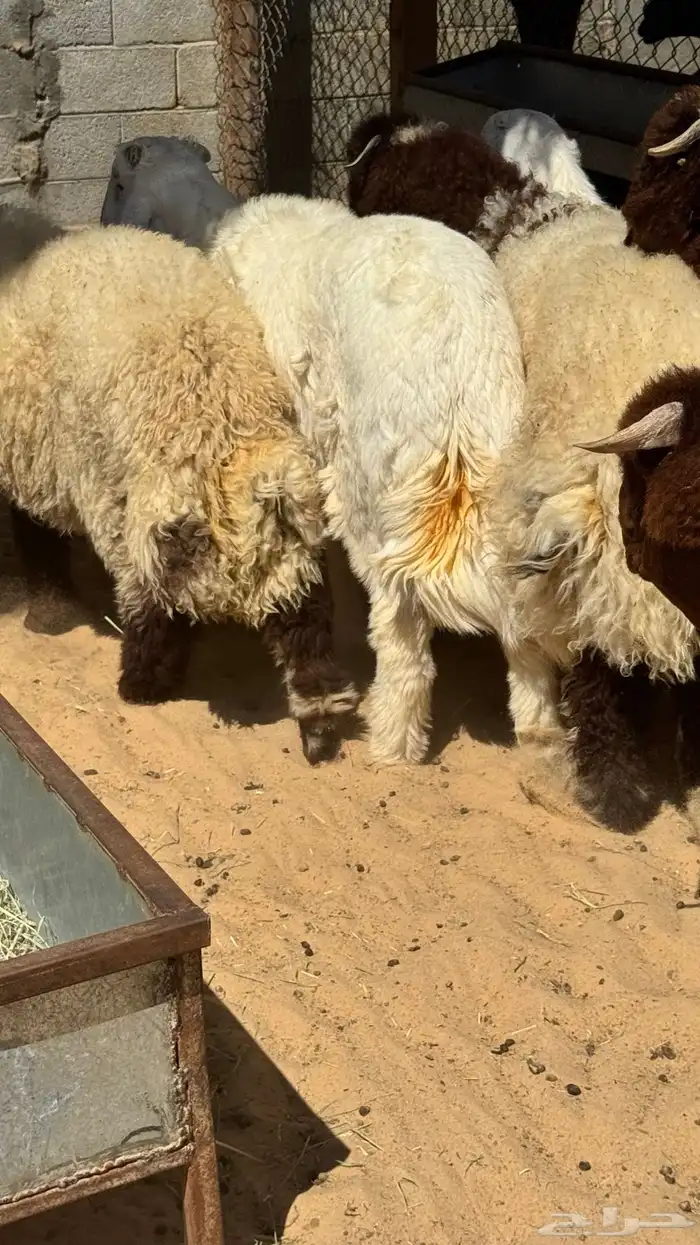 ذبائح للبيع 1